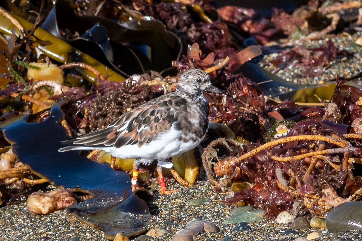 Ruddy Turnstone - ML313349181