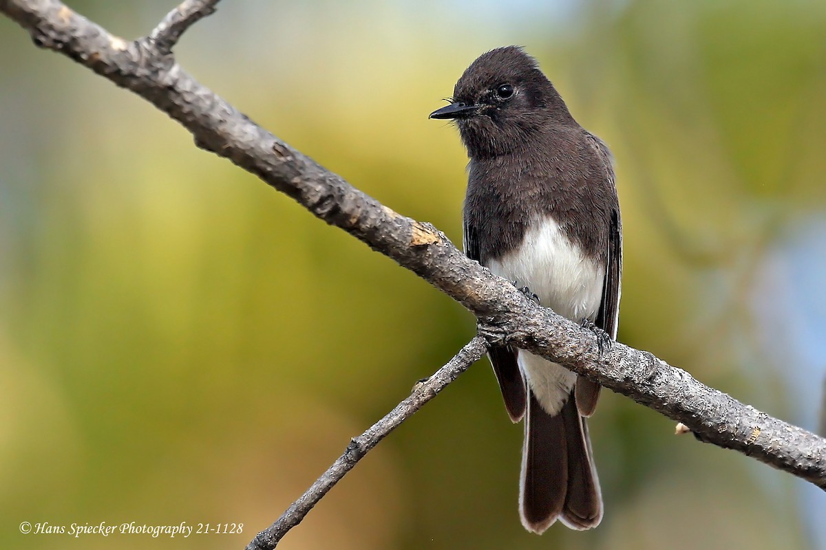 Black Phoebe - ML313349691