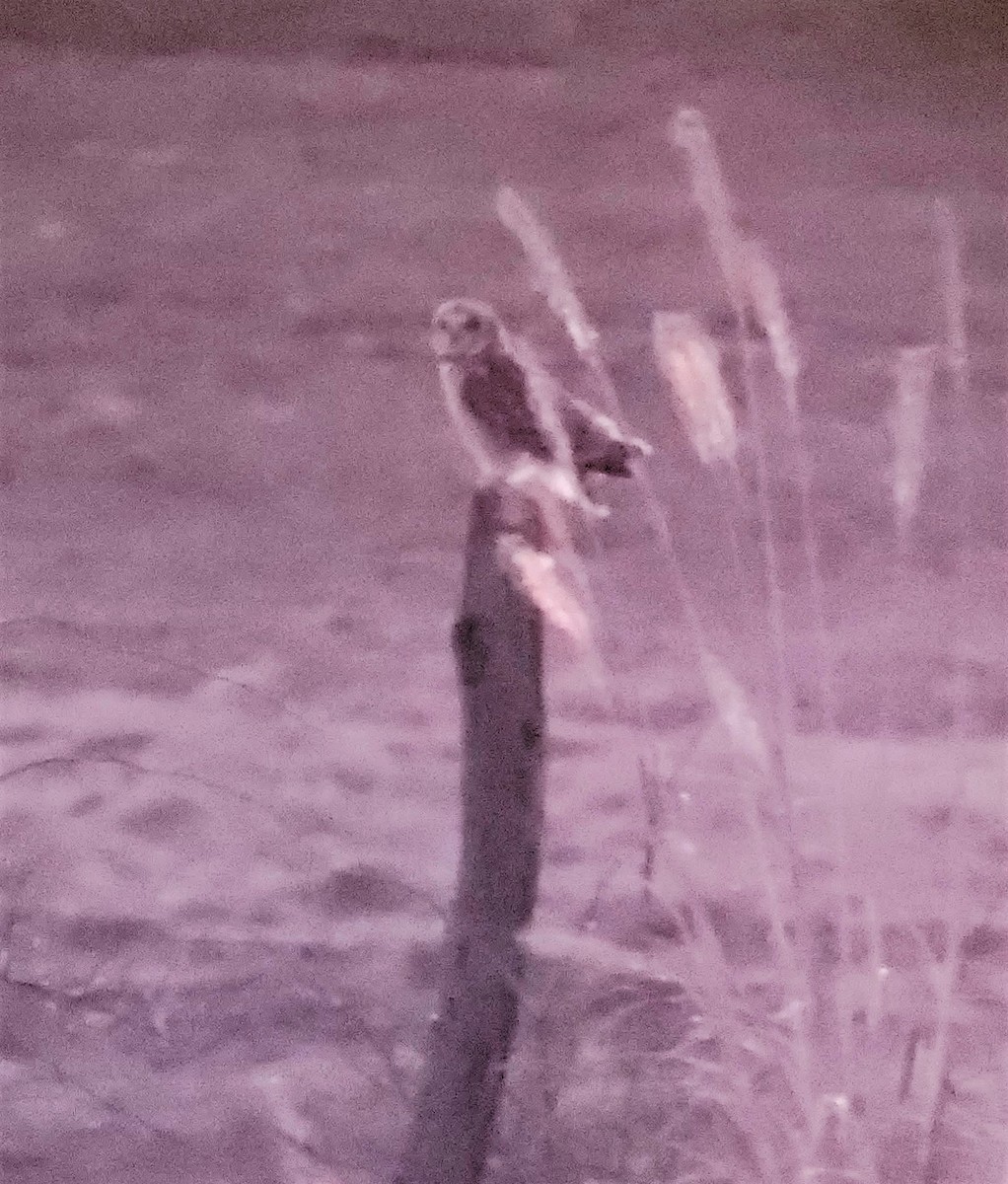 Short-eared Owl - Mary Anne Fluke