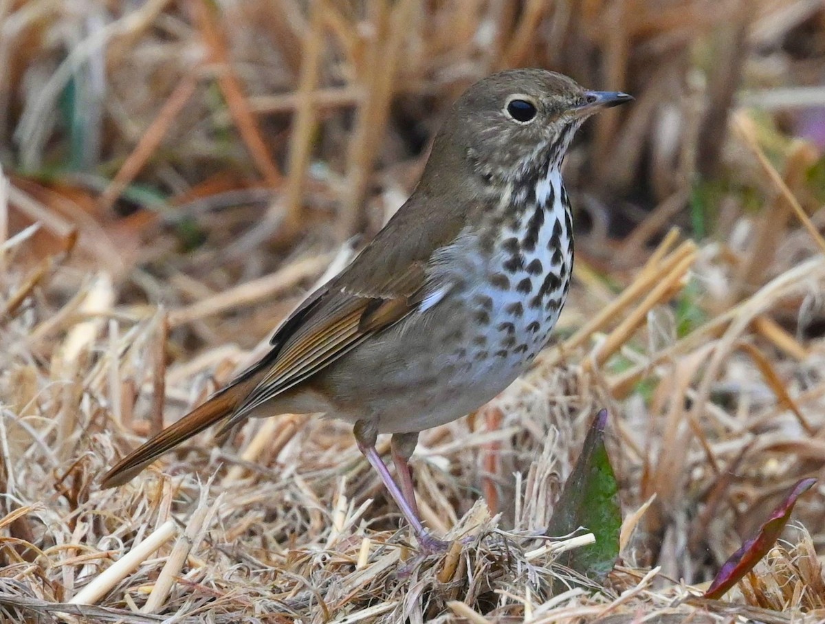 Hermit Thrush - ML313350611