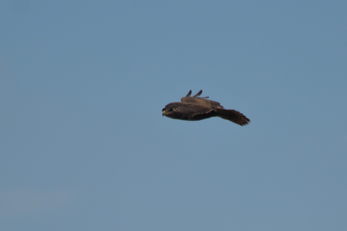 Common Buzzard - ML313351621