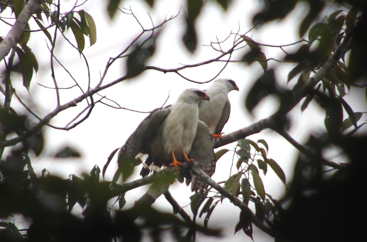 Black-faced Hawk - ML313351841