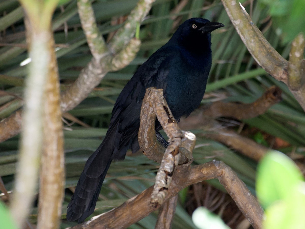 Great-tailed Grackle - ML313353601