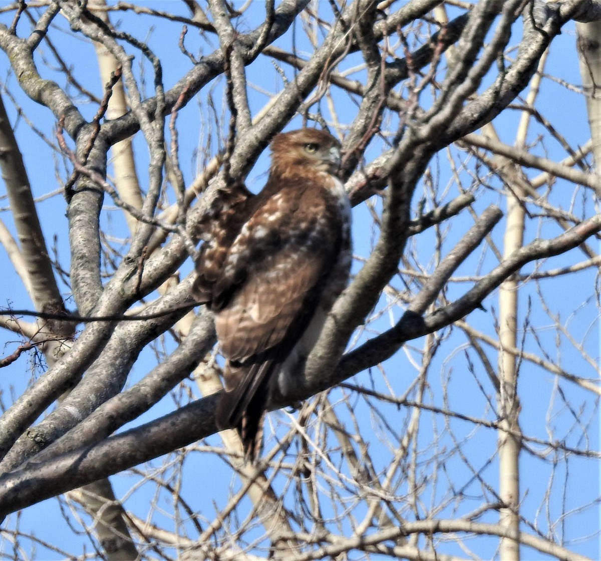 Red-tailed Hawk - ML313354751