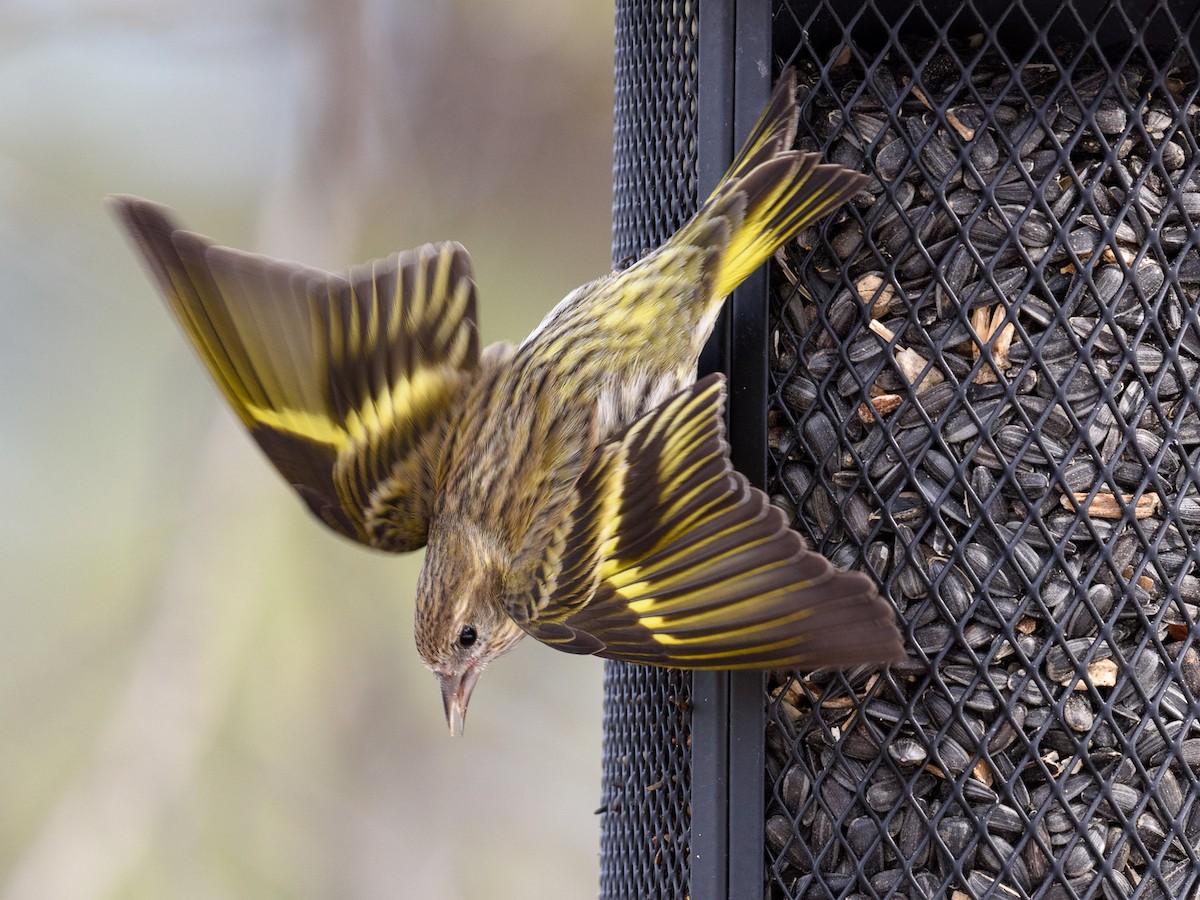 Pine Siskin (green morph) - Markus Weilmeier