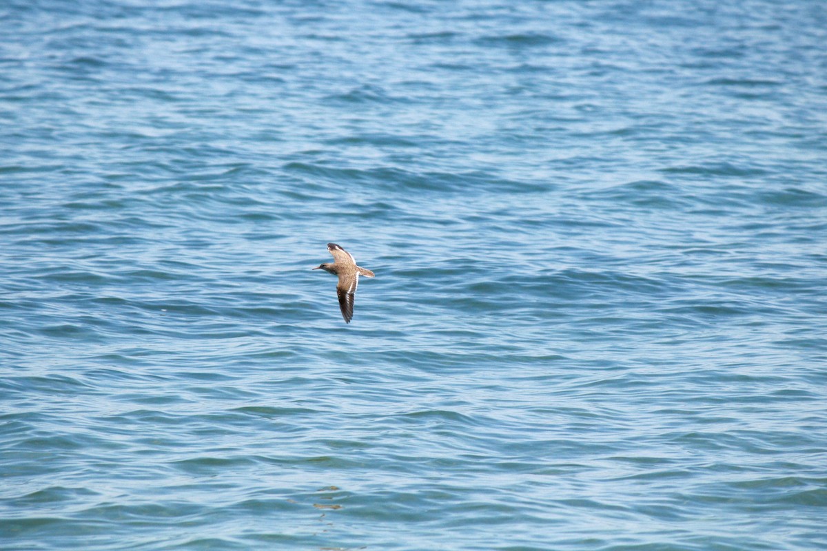 Spotted Sandpiper - ML31335581