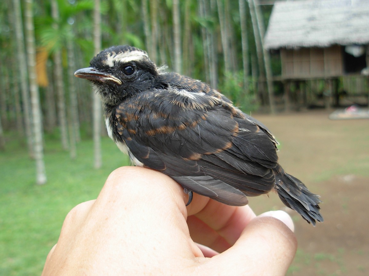 Willie-wagtail - Sara Fisher