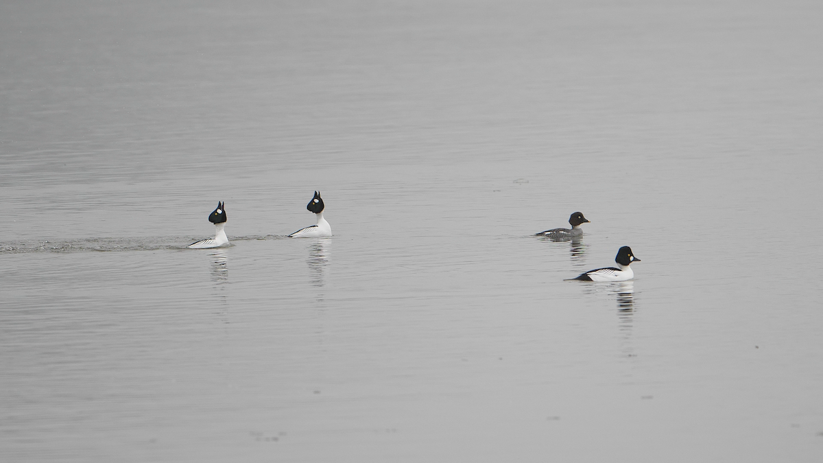 Common Goldeneye - ML313357811