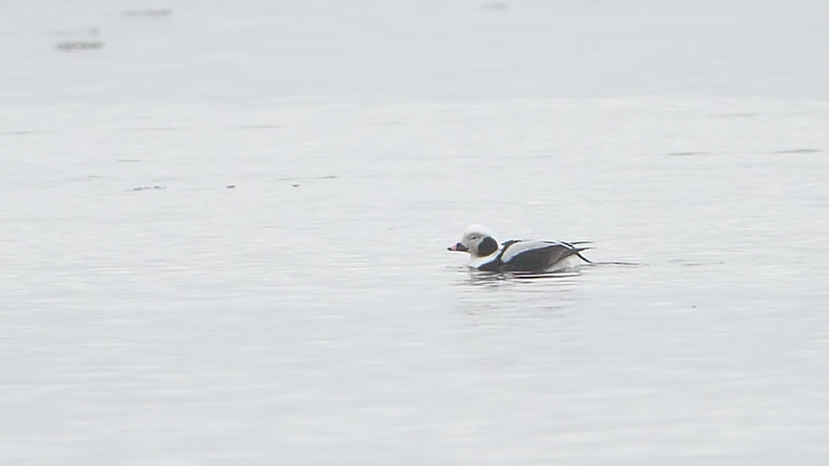 Long-tailed Duck - ML313358141