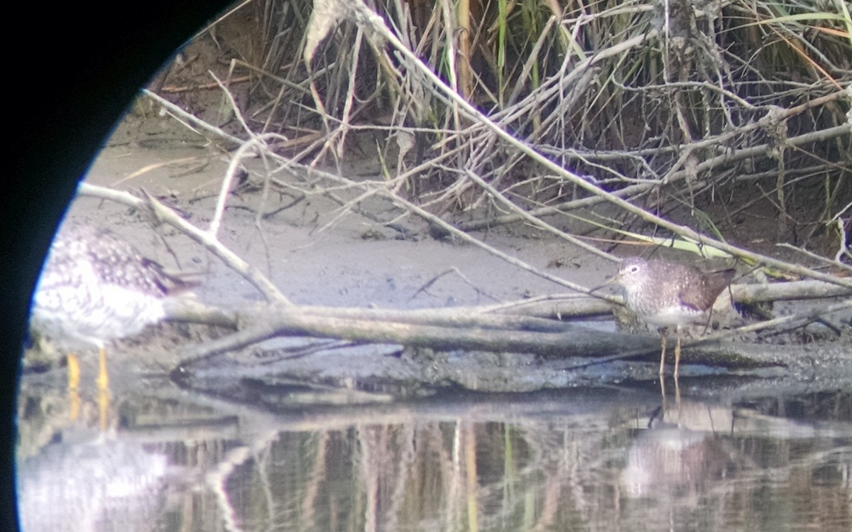 Solitary Sandpiper - ML31335911