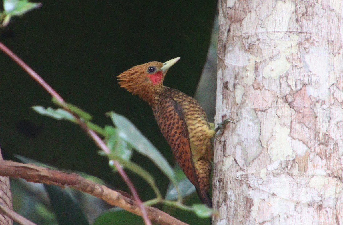 Waved Woodpecker (Waved) - ML313359581