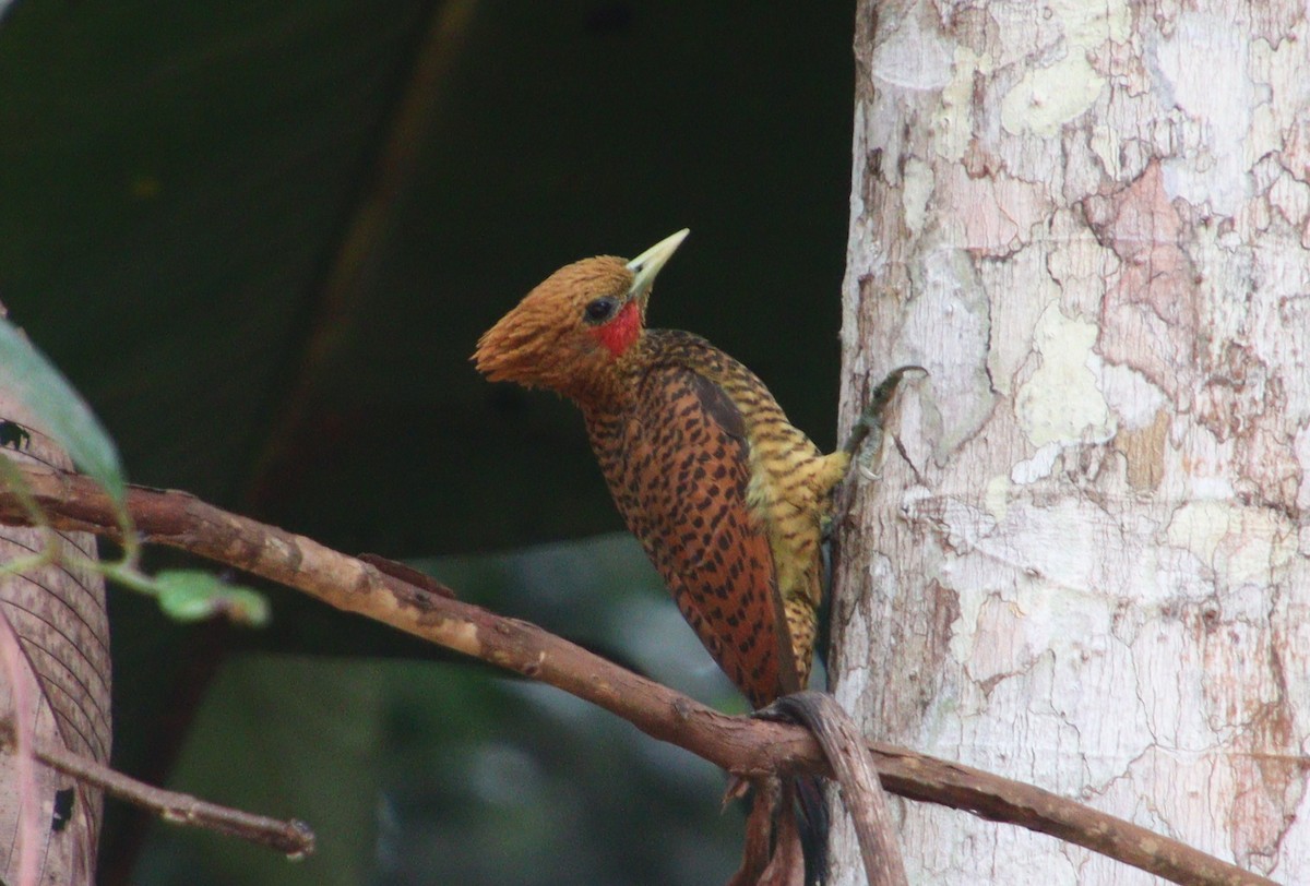 Waved Woodpecker (Waved) - ML313359591