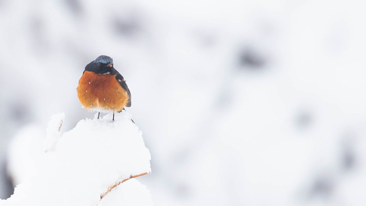 White-throated Redstart - ML313359831