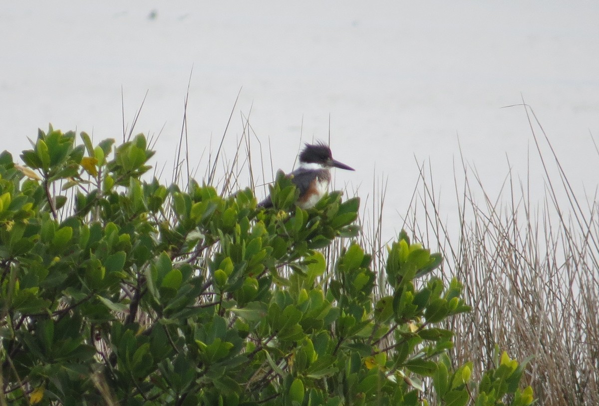 Belted Kingfisher - ML313360491