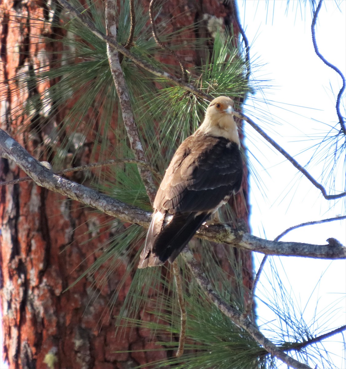 Yellow-headed Caracara - ML313361011