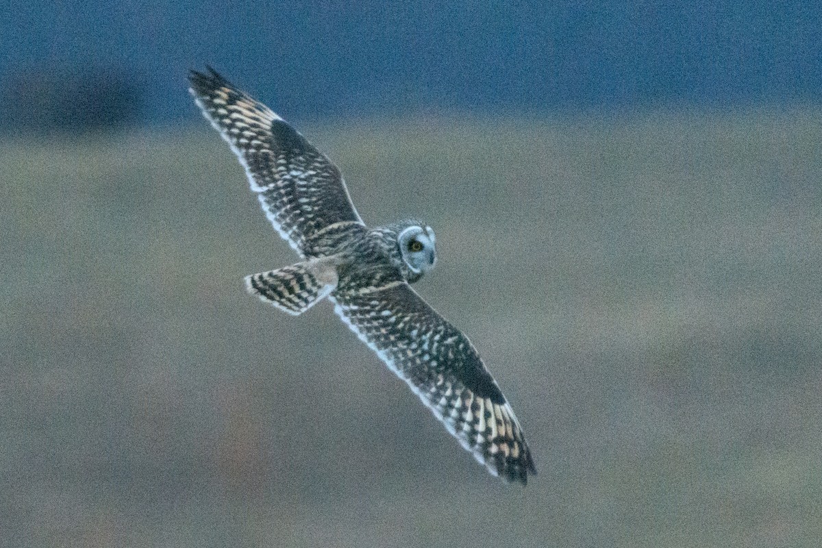 Short-eared Owl - Austin Jennings