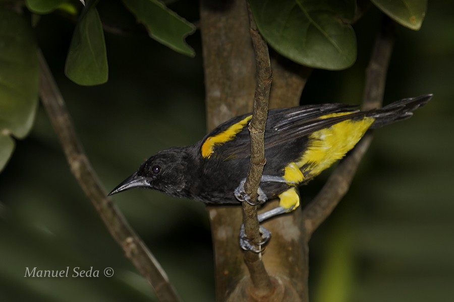 Puerto Rican Oriole - ML31336691