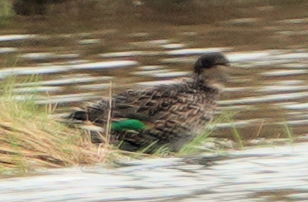 Green-winged Teal - ML313367181