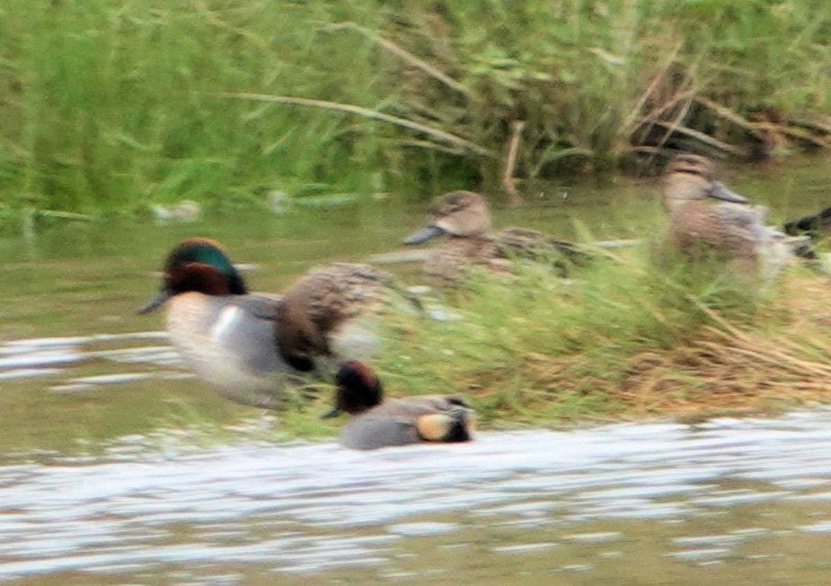 Green-winged Teal - ML313367191