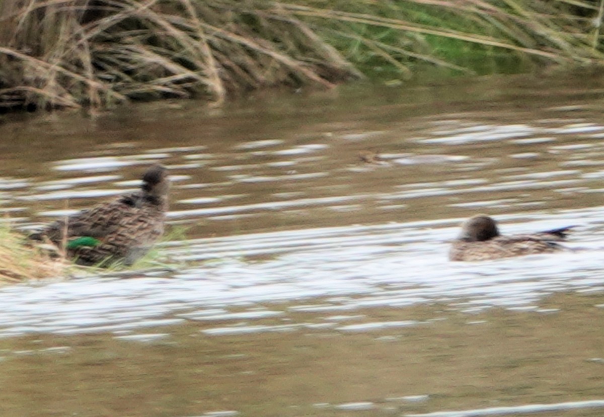 Green-winged Teal - ML313367211