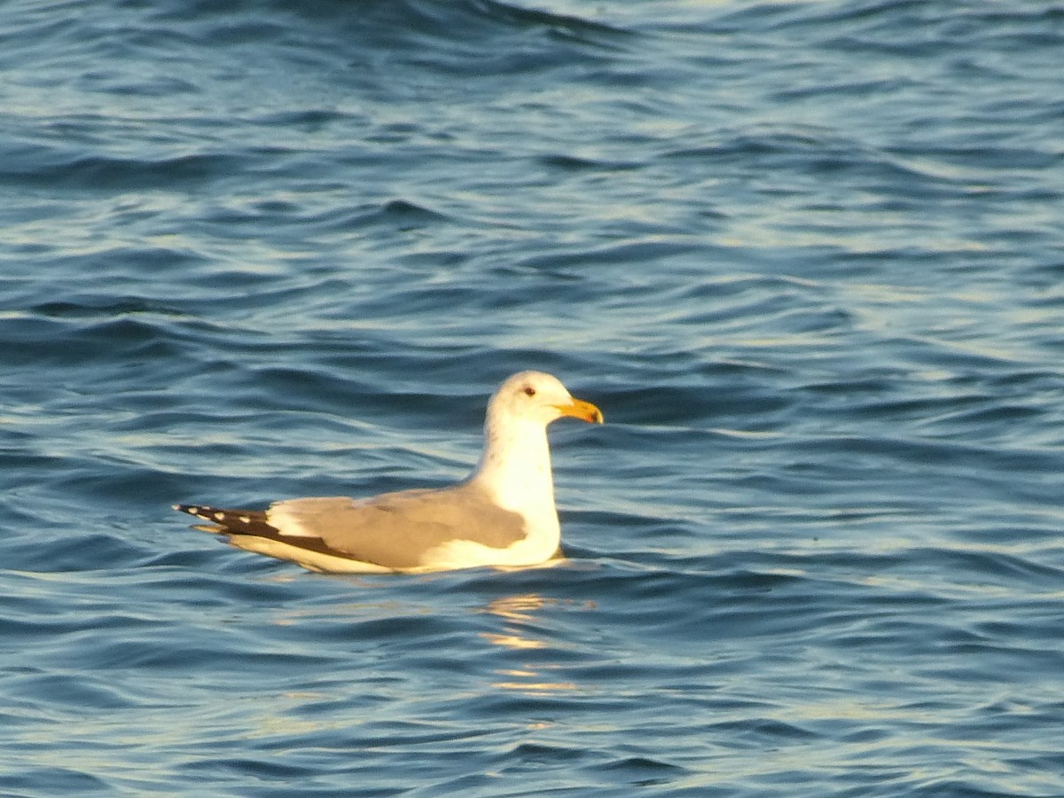 California Gull - Matt Anthony