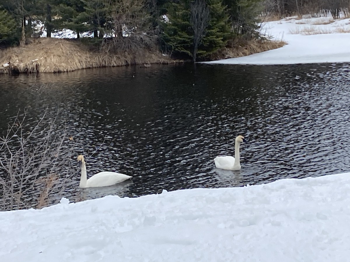 Trumpeter Swan - Cathy Theisen
