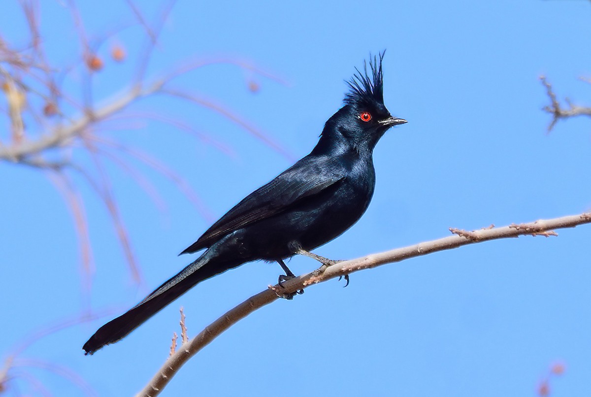 Phainopepla - Ad Konings