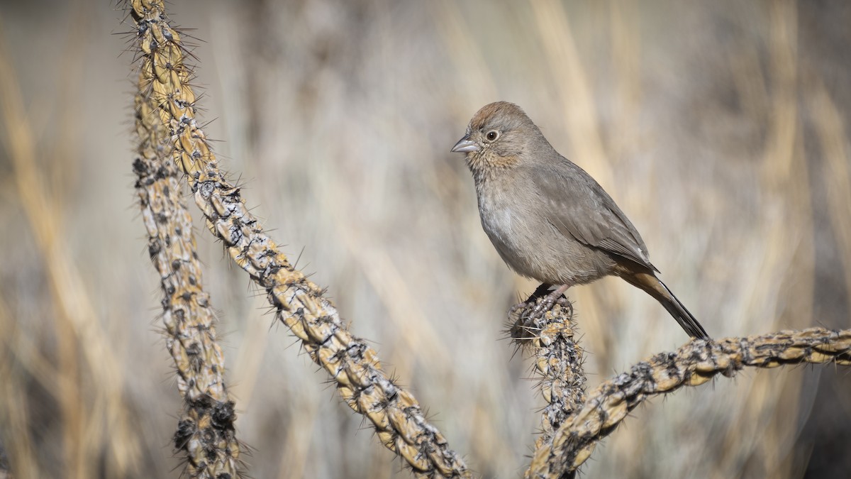 Canyon Towhee - ML313370721