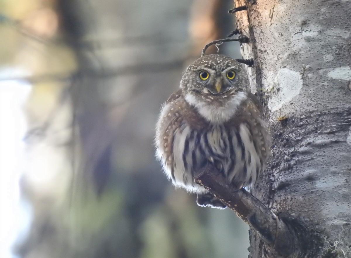 Northern Pygmy-Owl - Isaac  Denzer