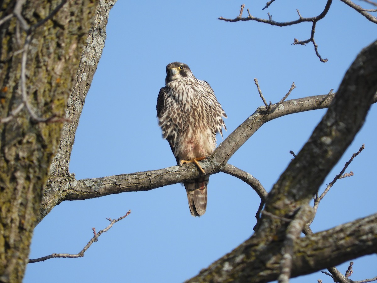 Peregrine Falcon - ML313371341