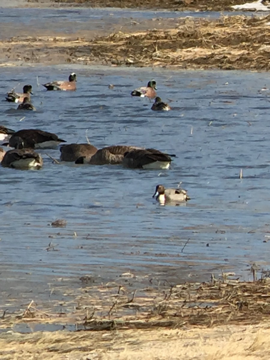 Northern Pintail - ML313371791