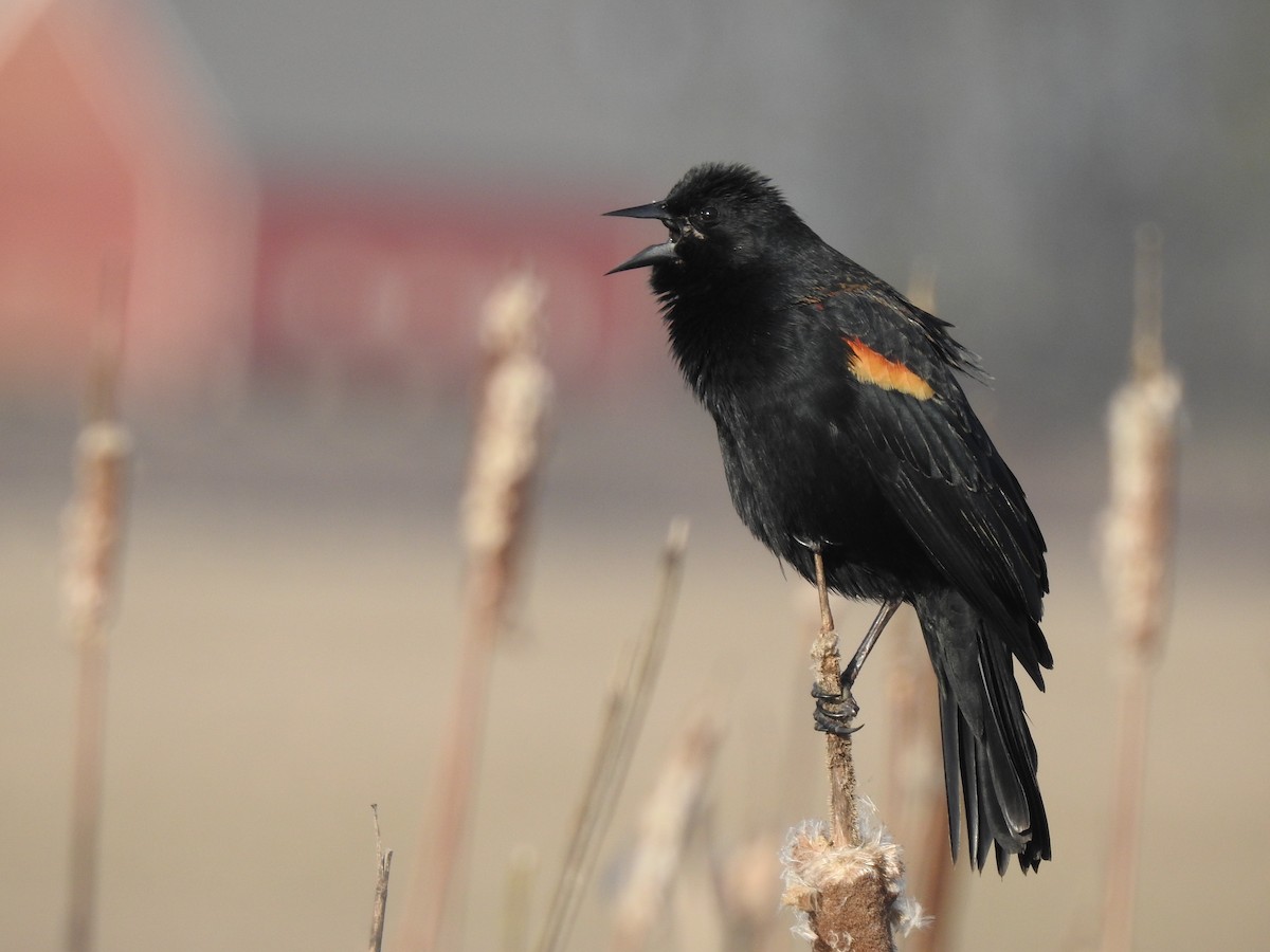 Red-winged Blackbird - Isaac  Denzer