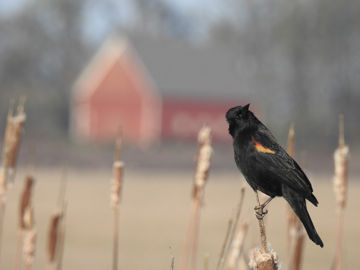 Red-winged Blackbird - ML313372521