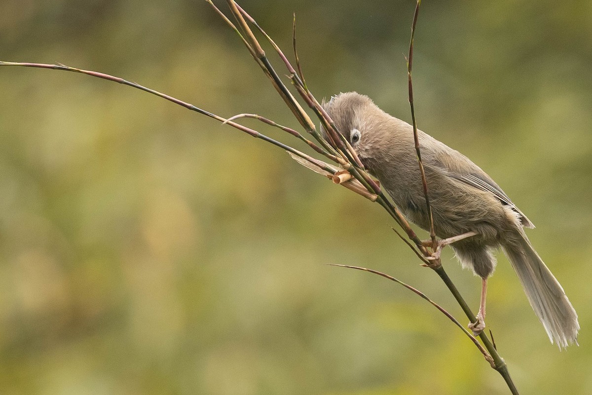 Three-toed Parrotbill - Doug Gochfeld