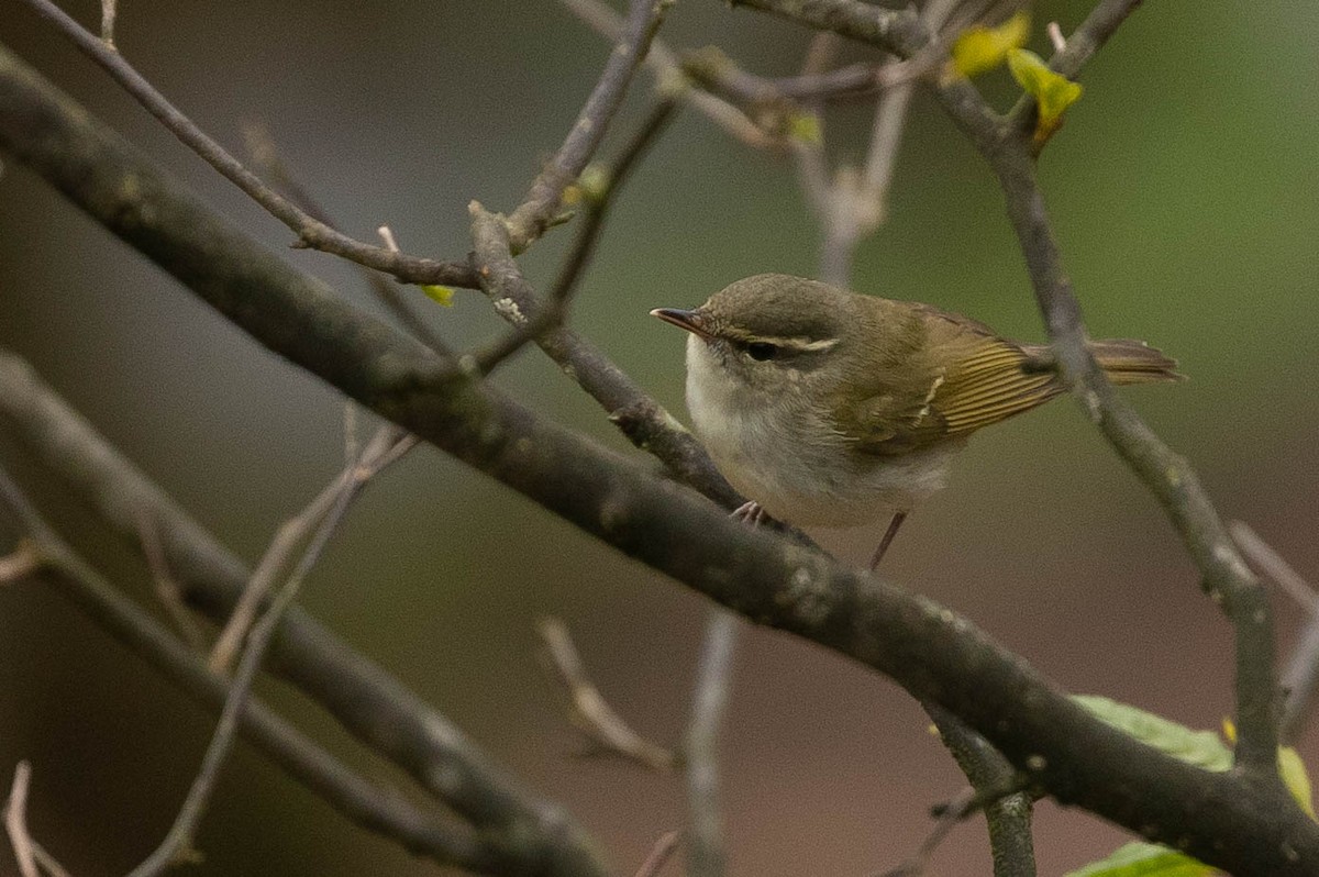 Large-billed Leaf Warbler - ML313375981