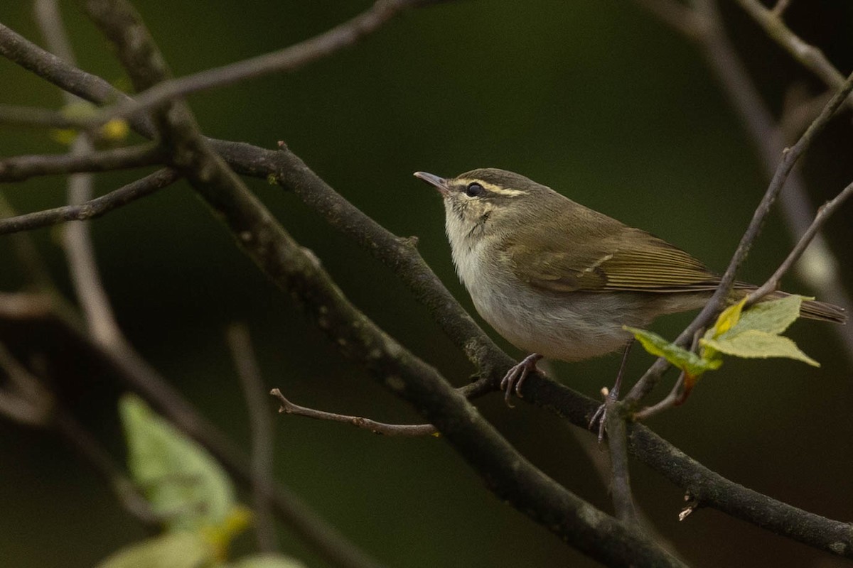 Large-billed Leaf Warbler - ML313375991