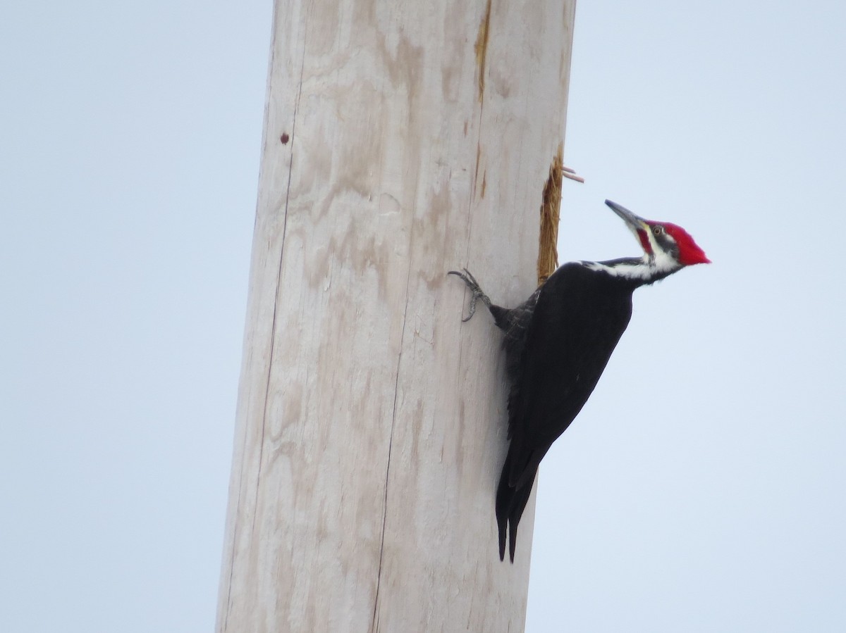 Pileated Woodpecker - Michael David