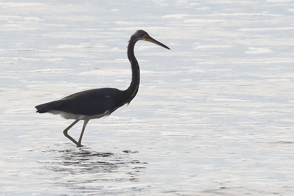 Tricolored Heron - Mark L. Hoffman