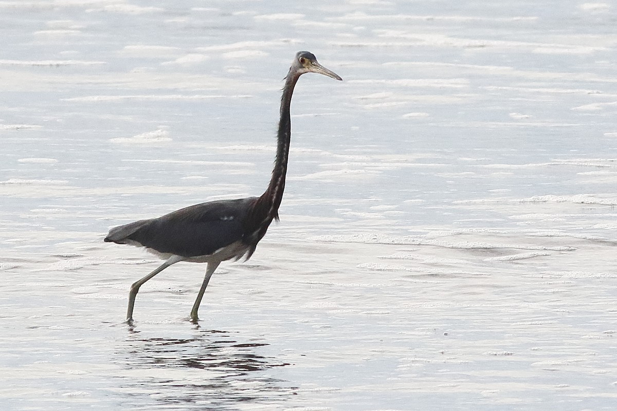 Tricolored Heron - Mark L. Hoffman