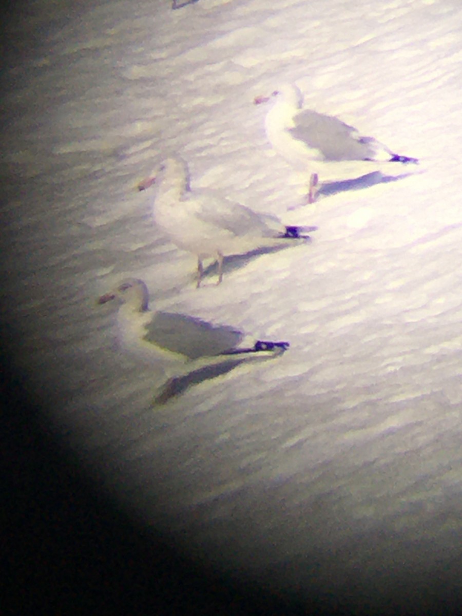 Herring x Glaucous Gull (hybrid) - ML313377781