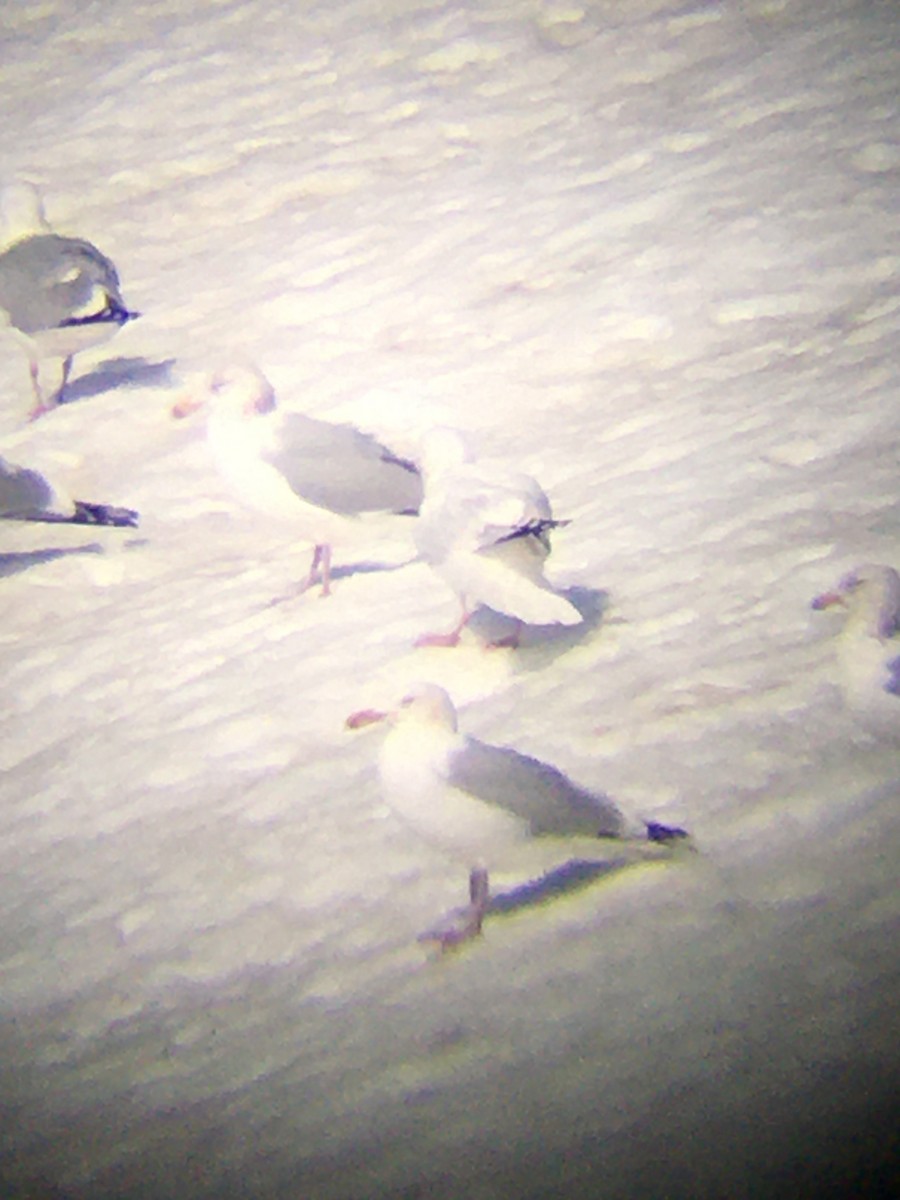 Herring x Glaucous Gull (hybrid) - ML313377791