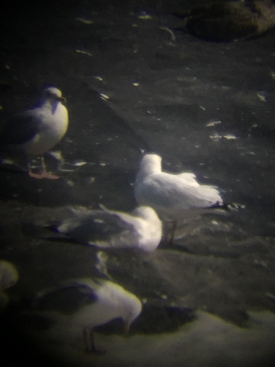 Herring x Glaucous Gull (hybrid) - ML313377801