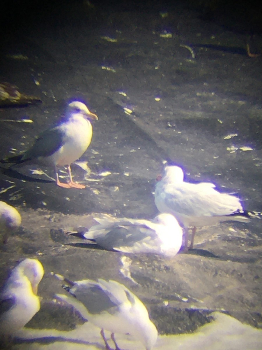 Herring x Glaucous Gull (hybrid) - Cliff Miller