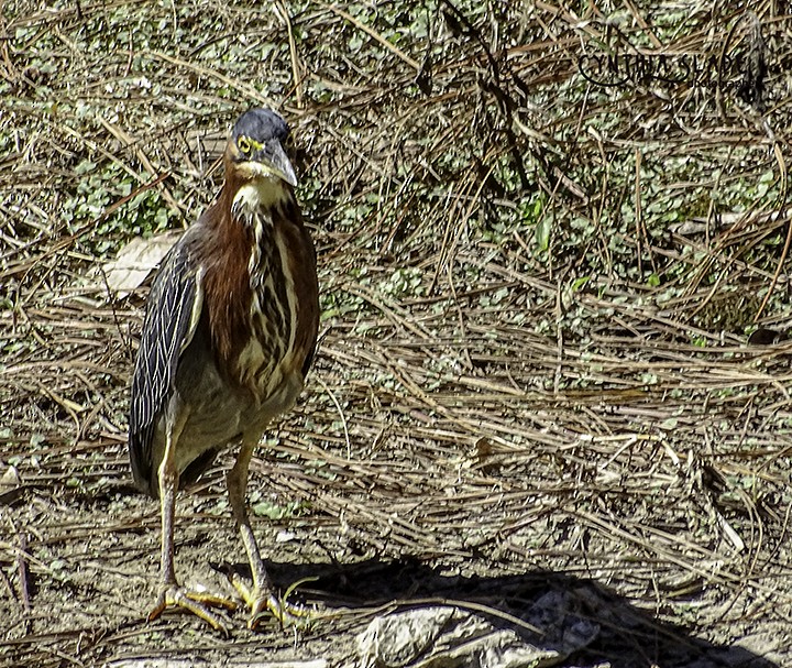 Green Heron - Cynthia Slade