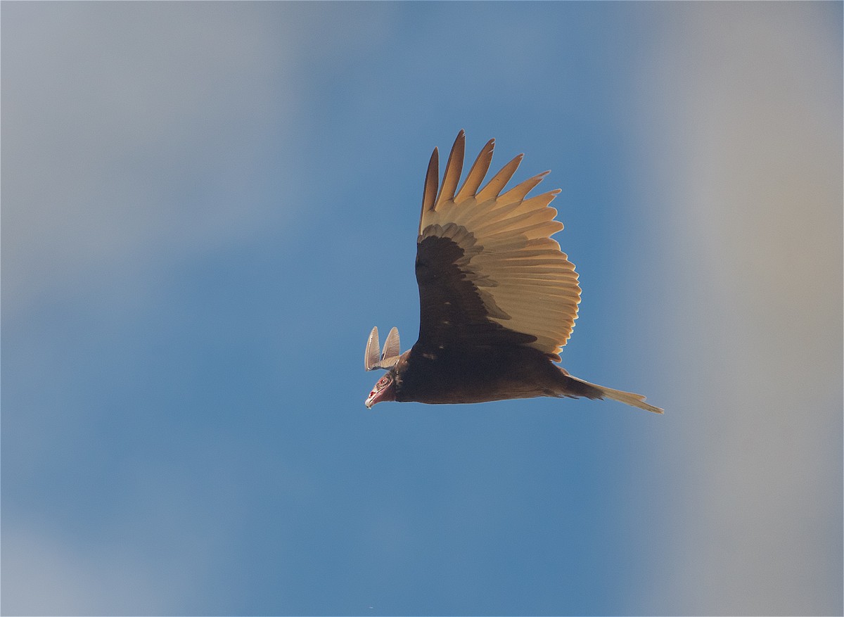 Turkey Vulture - ML313379681