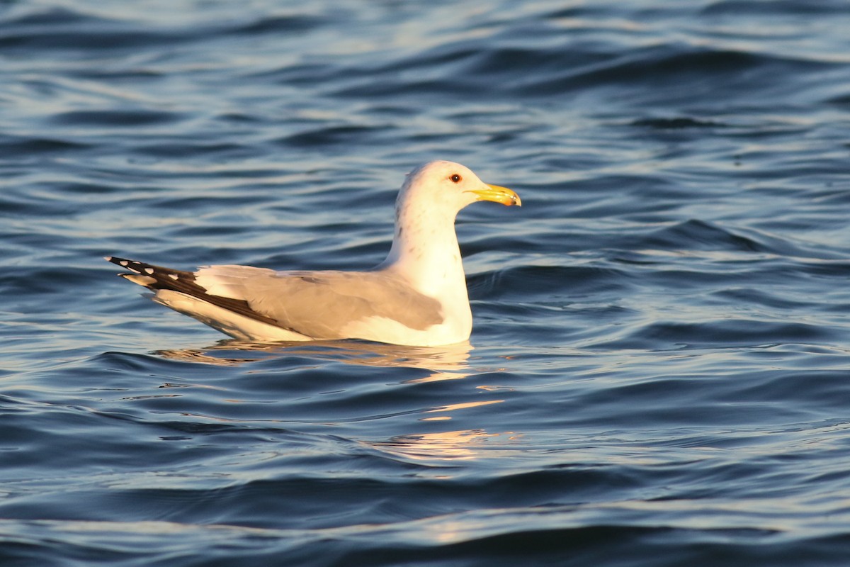 California Gull - ML313379761