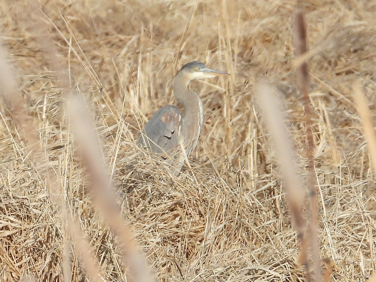 Great Blue Heron - ML313380921