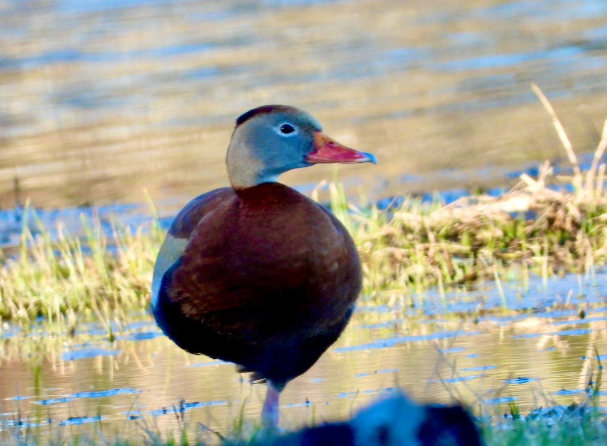 Black-bellied Whistling-Duck - ML313381131