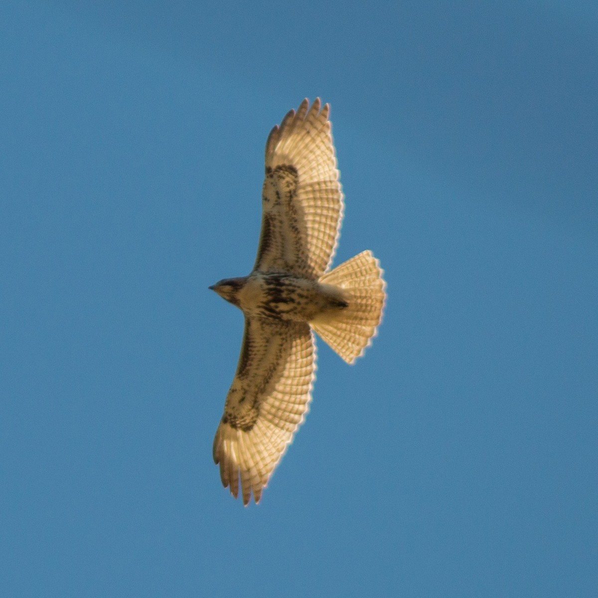 Red-tailed Hawk - ML313382061