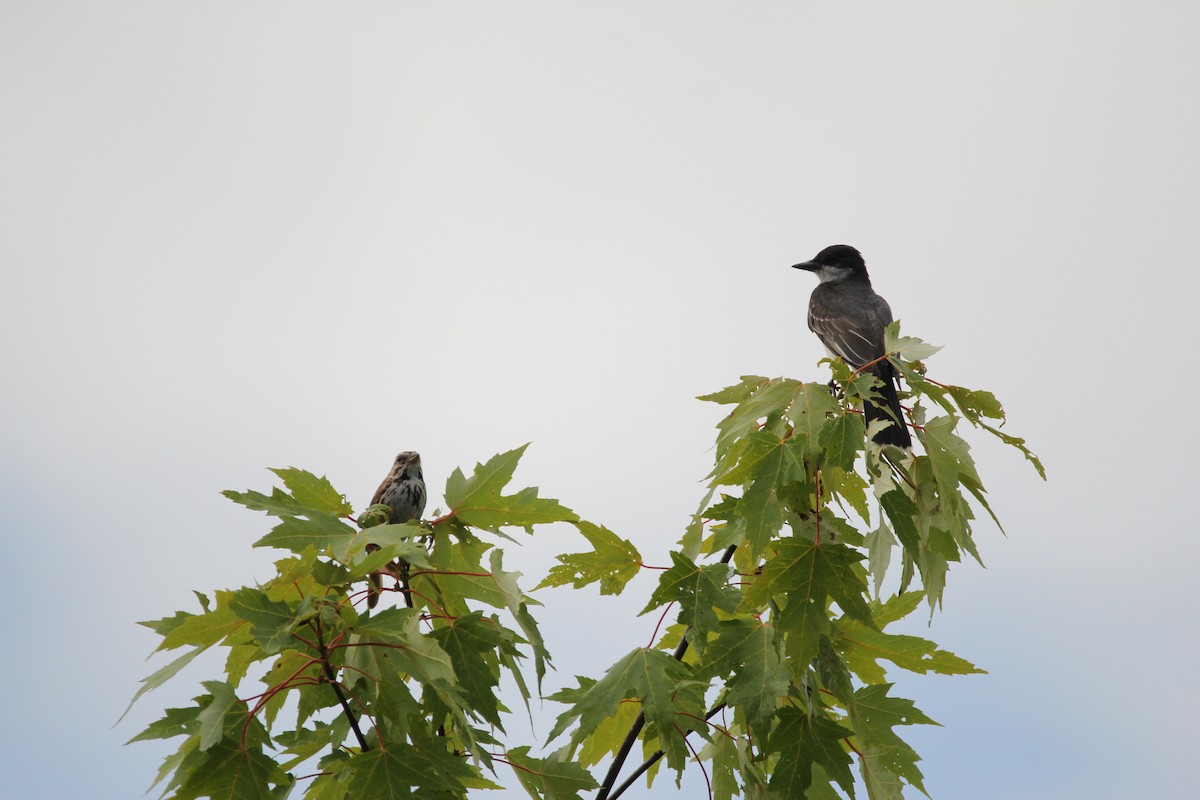 Tyran tritri - ML31338261